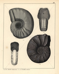 Fossils of extinct ammonites