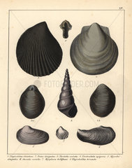 Fossils of extinct mollusks.