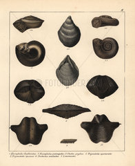 Fossils of extinct sea snails