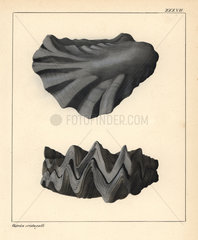 Extinct fossil oyster