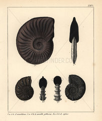 Extinct fossil ammonites