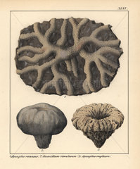 Extinct fossil sponges and corals