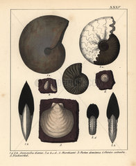Extinct fossil gastropods
