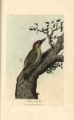 Green woodpecker  Picus viridis