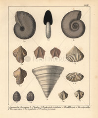 Extinct fossil Ammonites and Terebratula species
