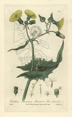 Sow-thistle  Sonchus oleraceus