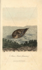 Pintail  Anas acuta (female)