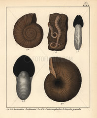 Extinct fossil gastropods