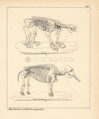 Skeleton of the Megatherium and Mastodon giganteus