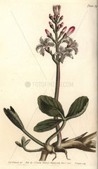 Buckbean  Menyanthes trifoliata