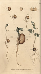Germinating seeds of the pea Pisum sativum and bean Phaseolus vulgaris.