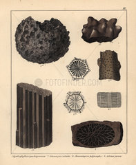 Extinct coral and sponge fossils