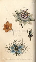 Nectarium of the passionflower Passiflora (1)  daffodil Narcissus (2)  and love in a mist Nigella (3 4).