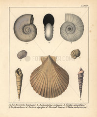 Extinct fossil Ammonites  Nerinea and Pecten