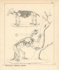 Skeletons of the Missourium and Mylodon
