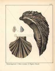 Extinct oyster and mussel fossils