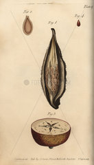 Seed vessel pericarpium of the milkweed Asclepias syriaca (1-2) and apple Malus domestica (3-4).