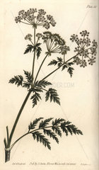 Hemlock  Conium maculatum