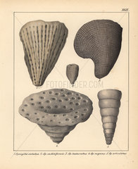 Fossils of extinct coraline Spongites species