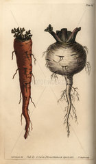 Root vegetables  carrot Daucus carota and turnip Brassica rapa.