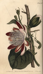 Passionflower  Passiflora.