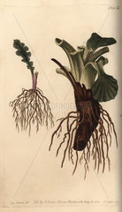 Plant roots  groundsel Senecio vulgaris and plantain Plantago major