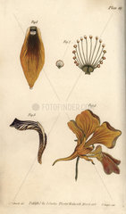 Nectarium of the crown imperial Fritillaria imperialis (1)  grass of Parnassus Parnassia (2)  iris (3) and nasturtium Tropaeolum (4).