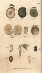 Seeds and their parts: garden bean Phaseolus vulgaris (1-5)  fig Ficus carica (6)  and kidney bean Phaseolus vulgaris (7-9).