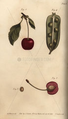 Seed vessel pericarpium of the pea Pisum sativum and cherry Prunus avium.