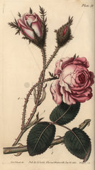 Rose  Rosa centifolia