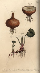 Roots of the onion Allium cepa and meadow saxifrage Saxifraga granulata