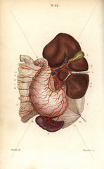 Circulatory system to the stomach  liver  kidney and pancreas