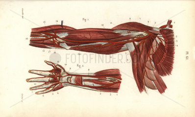 Circulatory system of the arm and hand