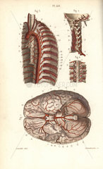 Circulatory system to the brain and spine
