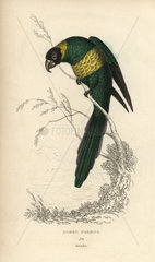 Zoned parrot  Psittacus zonarius