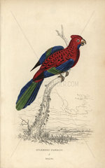 Splendid parrot  Psittacus gloriosus