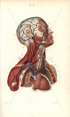 Circulatory system to the head and torso