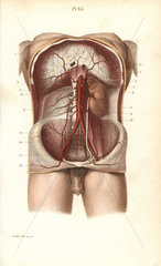 Circulatory system to the abdomen