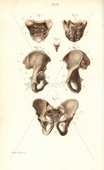 Sacrum  coccyx and pelvis bones