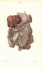 Lymphatic system to the abdomen
