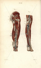 Lymph nodes and vessels deep in the back of the leg