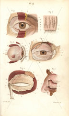 Sections of the eye socket and nasal cavity