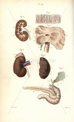 Spleen  kidneys  cecum  bile and pancreas ducts