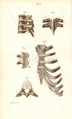 Spine  ribs and sternum
