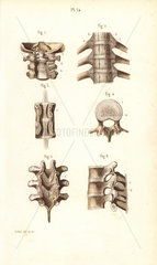 Neck and spinal column