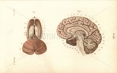 Cross sections through the brain