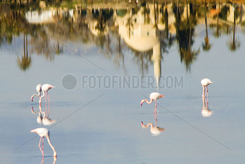 Flamingos Larnaka Salzsee
