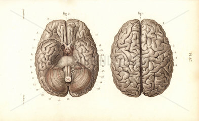 Brain from above and below