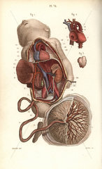 Circulatory system to the foetus and placenta
