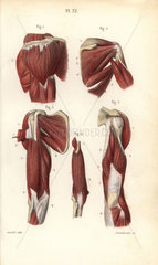 Muscles of the shoulders and arms